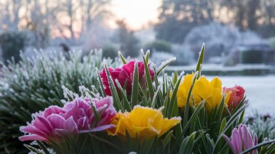 Comment les jardiniers font éclore des fleurs colorées en hiver : techniques pour un jardin lumineux