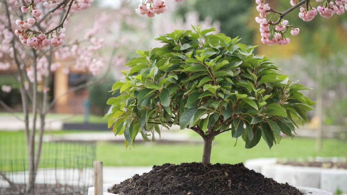 Cultivez facilement un cerisier robuste à partir d'un simple noyau : une méthode surprenante qui fascine les jardiniers