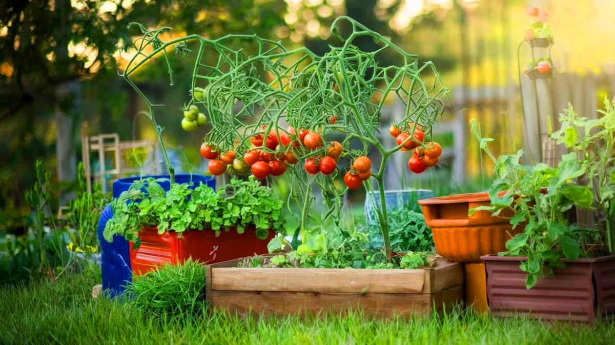 Les astuces incontournables pour recycler les vieux pieds de tomates dans votre jardin