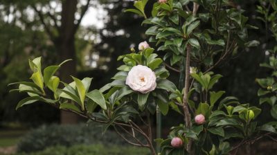 Les cinq erreurs fréquentes qui empêchent votre camélia de fleurir magnifiquement