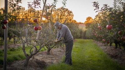 Les étapes cruciales pour préparer vos arbres à l'hiver : ne ratez pas le moment idéal pour tailler vos pommiers et cerisiers